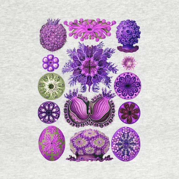 Ernst Haeckel Ascidiae Sea Squirts  Purple by Scientistudio